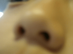 カズユキの鼻の穴